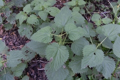 Urtica dioica