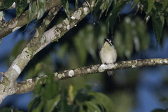 Pogoniulus subsulphureus