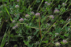 Trifolium microcephalum