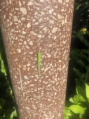 Phelsuma laticauda laticauda