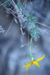 Heterotheca fulcrata