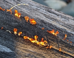 Dacrymyces