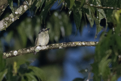 Pogoniulus subsulphureus