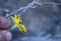 Heterotheca fulcrata