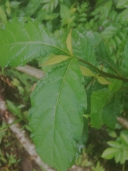Petiveria alliacea