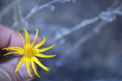 Heterotheca fulcrata