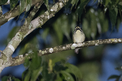 Pogoniulus subsulphureus