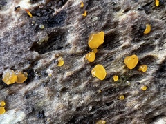 Dacrymyces stillatus
