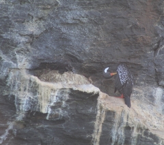 Poikilocarbo gaimardi