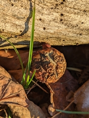 Agaricales