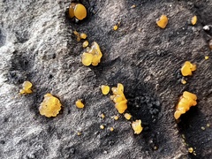 Dacrymyces stillatus