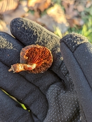 Agaricales