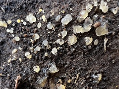 Dacrymyces stillatus
