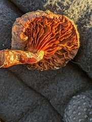 Agaricales