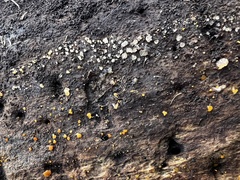 Dacrymyces stillatus