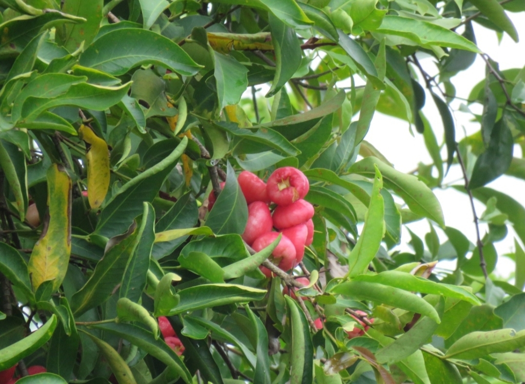 Syzygium aqueum, Kawkareik