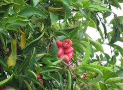 Syzygium aqueum