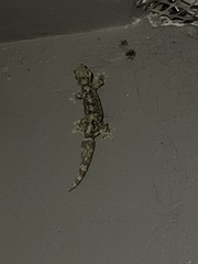 Gekkota