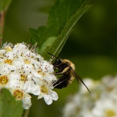 Andrena milwaukeensis
