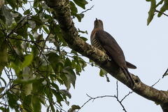 Cuculus solitarius