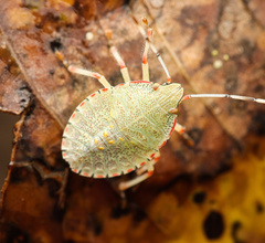 Chlorocoris distinctus