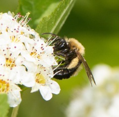 Andrena milwaukeensis