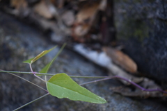 Cyphomeris gypsophiloides