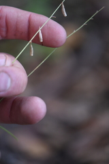 Cyphomeris gypsophiloides