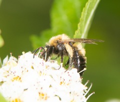 Andrena milwaukeensis