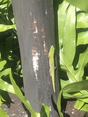 Phelsuma laticauda laticauda