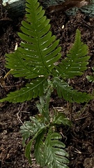 Pteris grevilleana