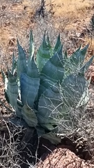 Agave colorata