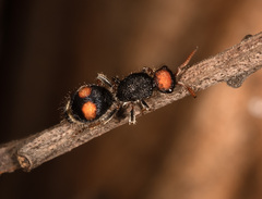 Ephutomorpha postica