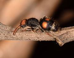 Ephutomorpha postica