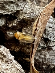 Phoridae