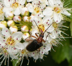 Brachysomida bivittata