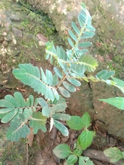 Phyllanthus urinaria