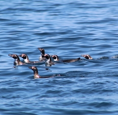 Spheniscus humboldti