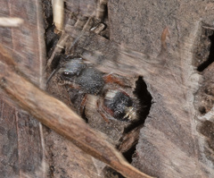 Ephutomorpha lateralis