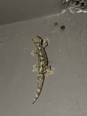 Gekkota