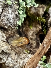 Phoridae