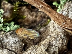 Phoridae