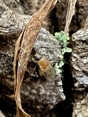 Phoridae