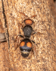 Ephutomorpha postica
