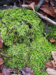 Brachythecium rutabulum