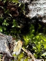 Phoridae