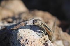 Liolaemus monticola