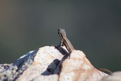 Liolaemus monticola