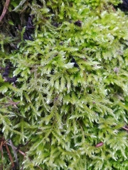 Brachythecium rutabulum