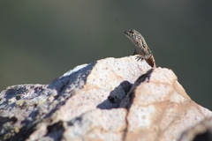 Liolaemus monticola